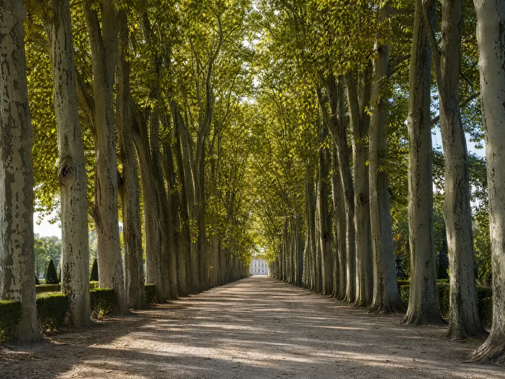Eine lange Allee hoher Bäume im Park von Versailles in sanftem Licht